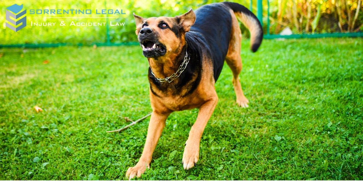 Connecticut Dog Bite Lawyer