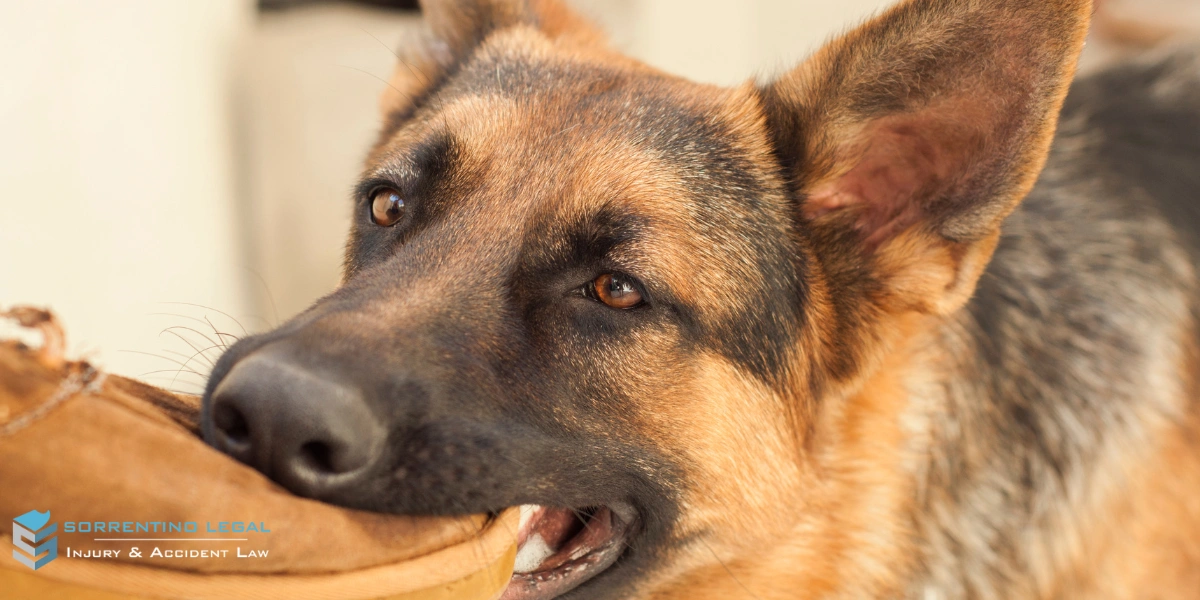 Bridgeport Dog Bite Lawyer
